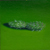 Craig Cully, Cactus (green ground) 43