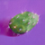 Craig Cully, Cactus Pad