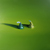 Craig Cully, Green and Yellow Kiss Green Ground
