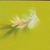 Craig Cully, White Feather chartruse ground