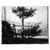 Sidney Goodman, Young Tree