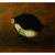 Marcelo Suaznabar, Pez (sold)