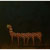 Marcelo Suaznabar, Untitled