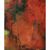 Vivian Wolovitz, Edge